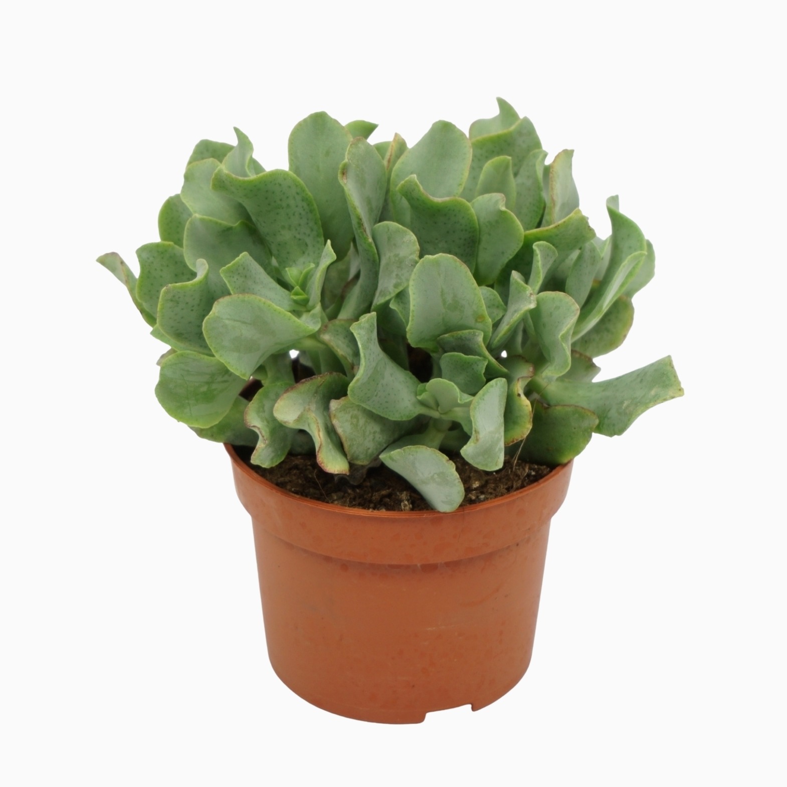 crassula