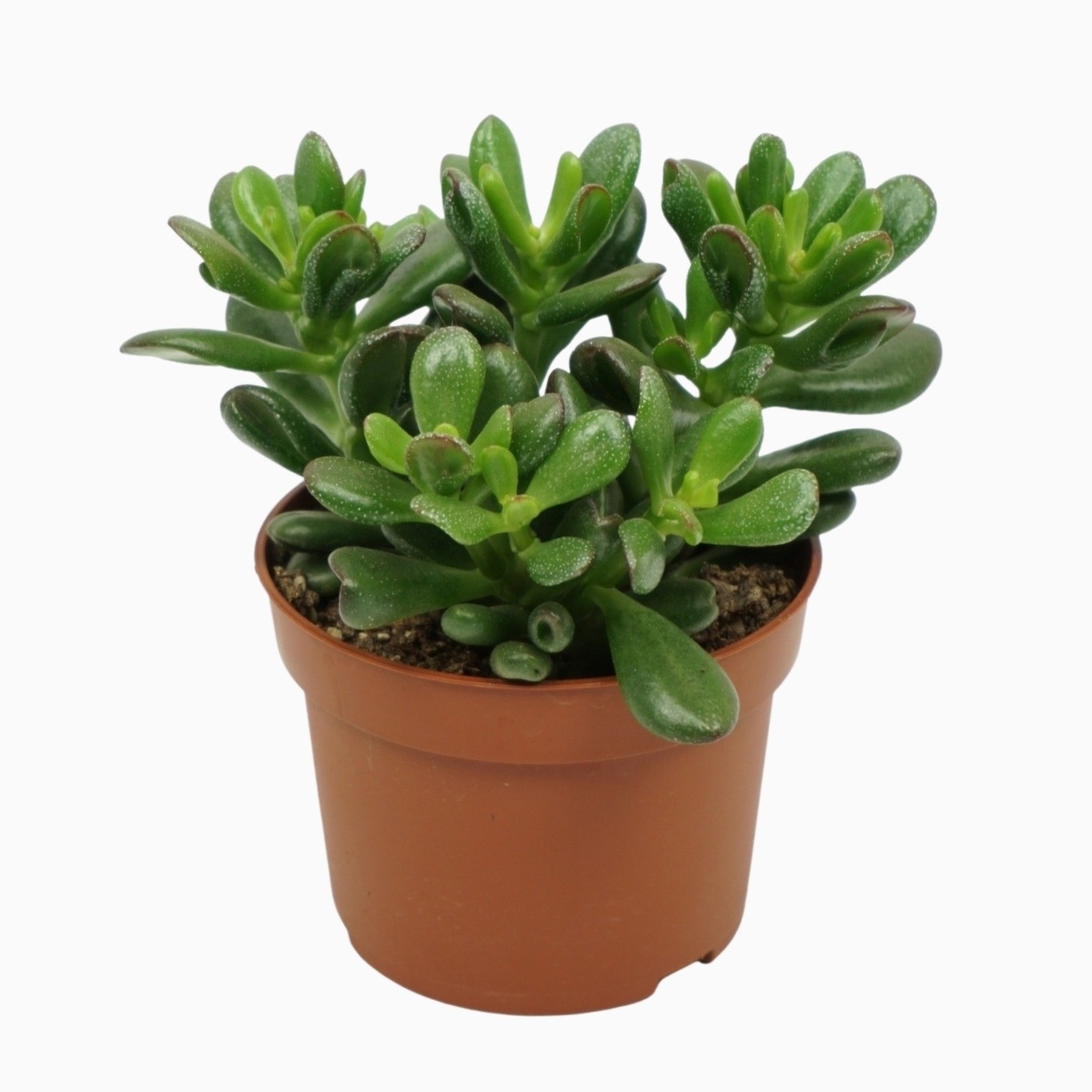 crassula