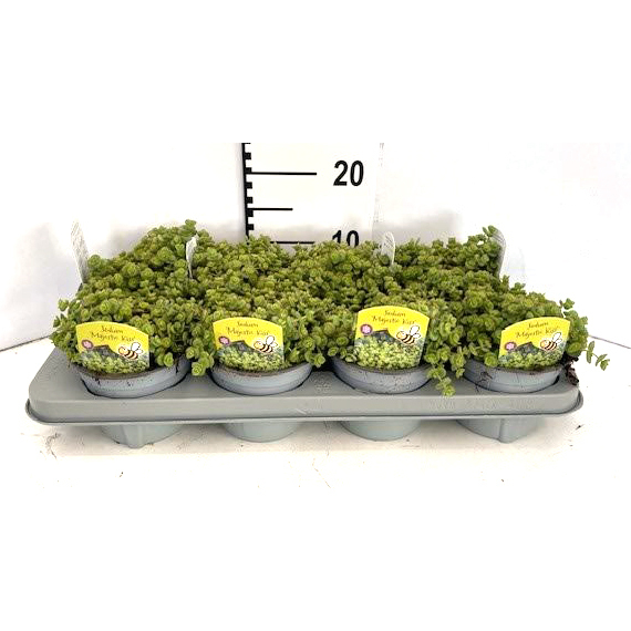 Sedum hybrida majestic kiss