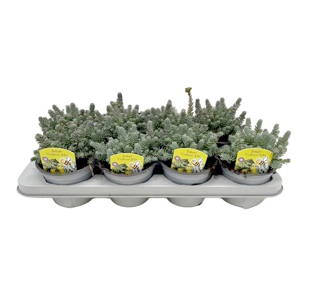 Sedum reflexum blue cushion