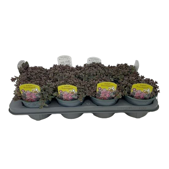 Sedum cyaneum rosenteppich