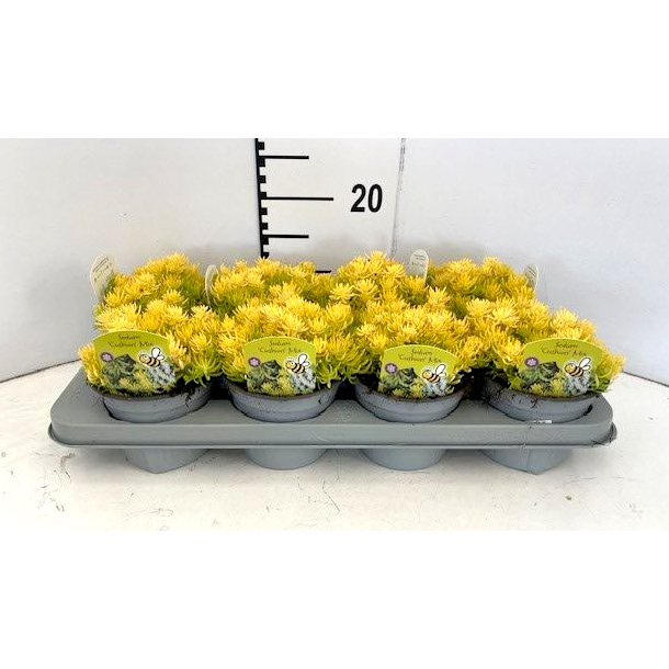 Sedum reflexum yellow bouquet