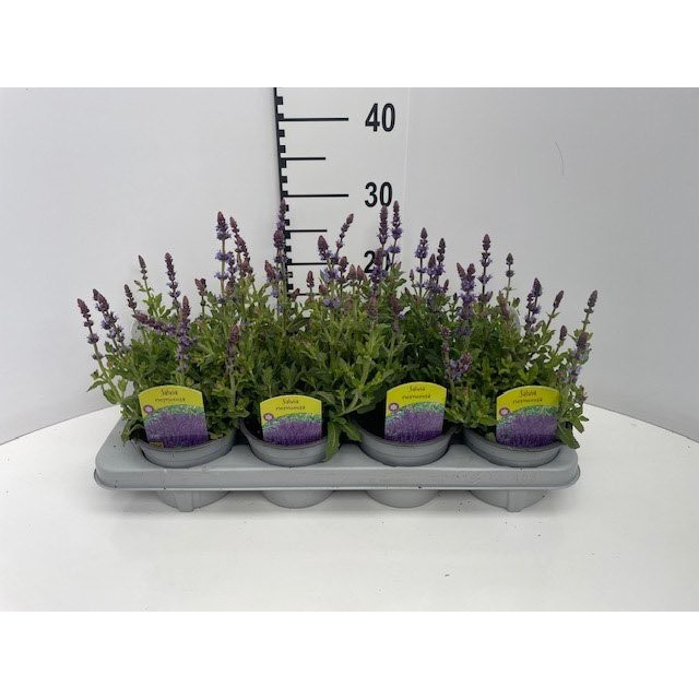 Salvia nemorosa