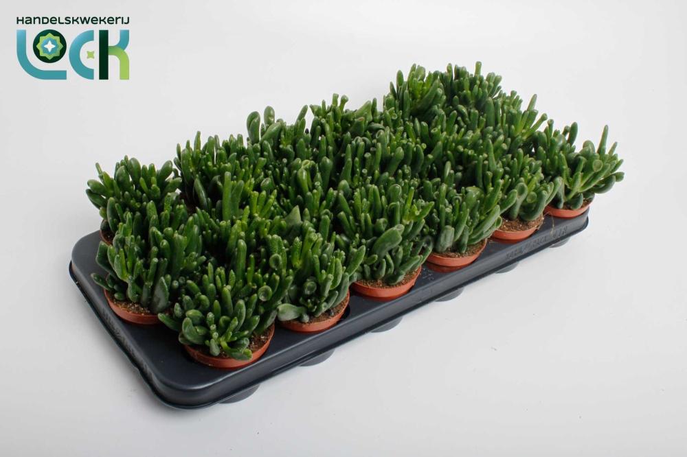crassula