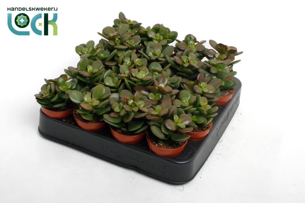 crassula