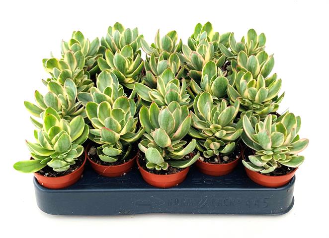 crassula