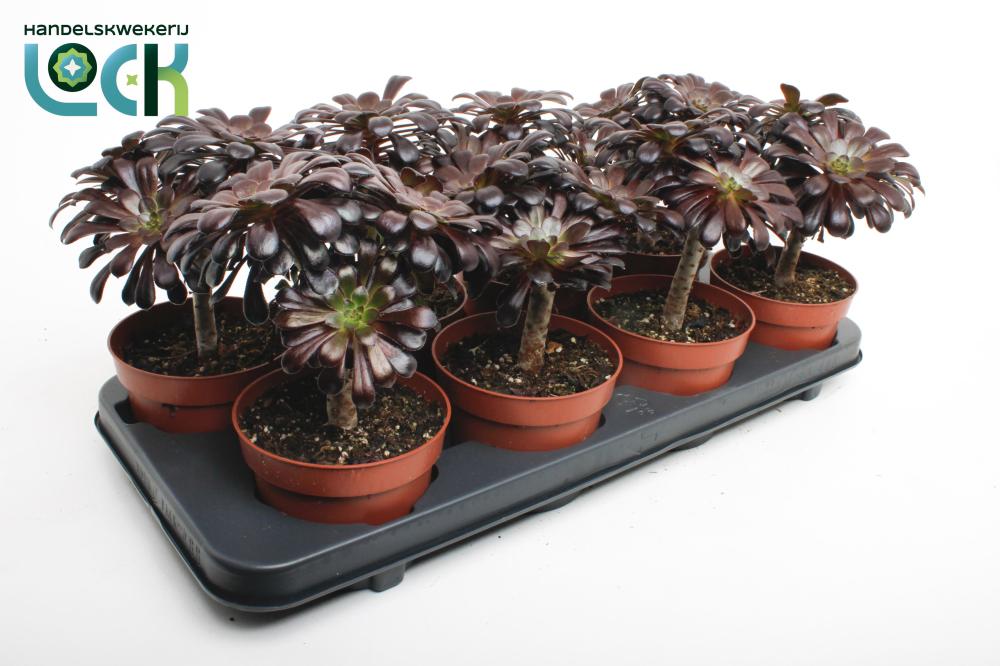 Aeonium