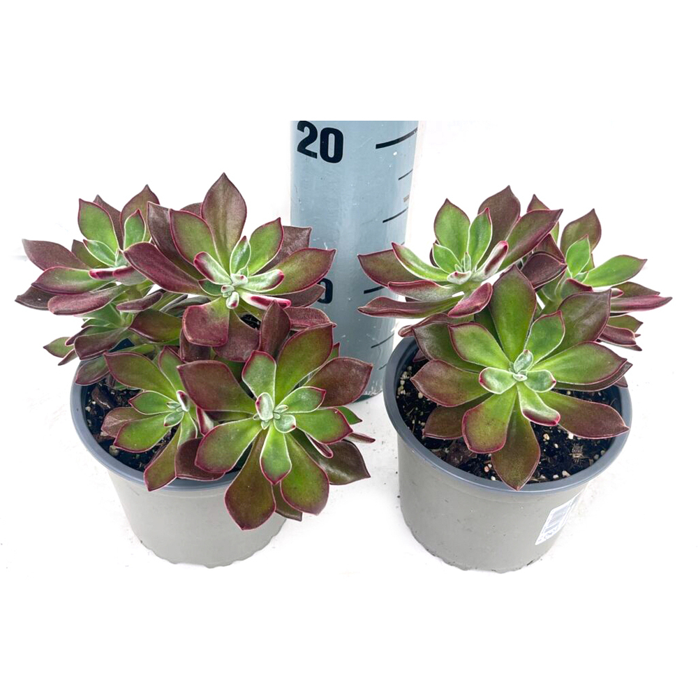 Echeveria pulvinata devotion
