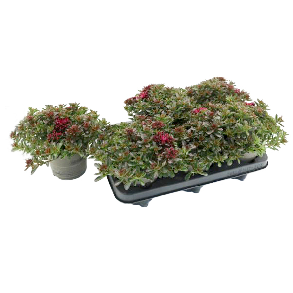 Sedum spurium spot on deep red