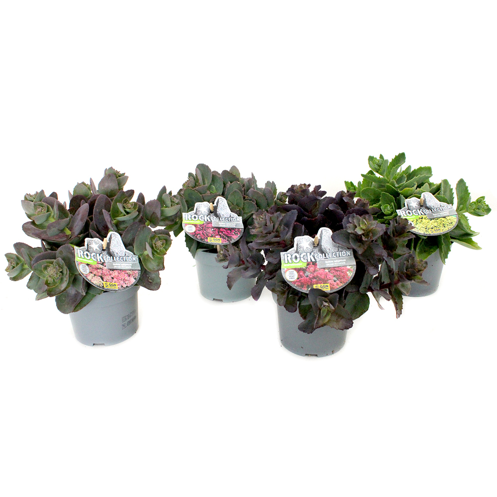 Sedum telephium