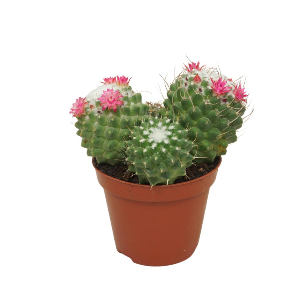 Mammillaria