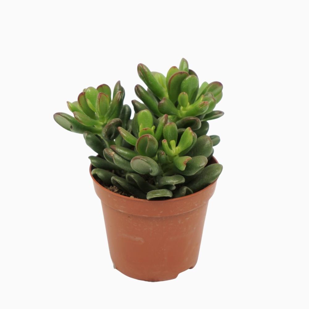 crassula