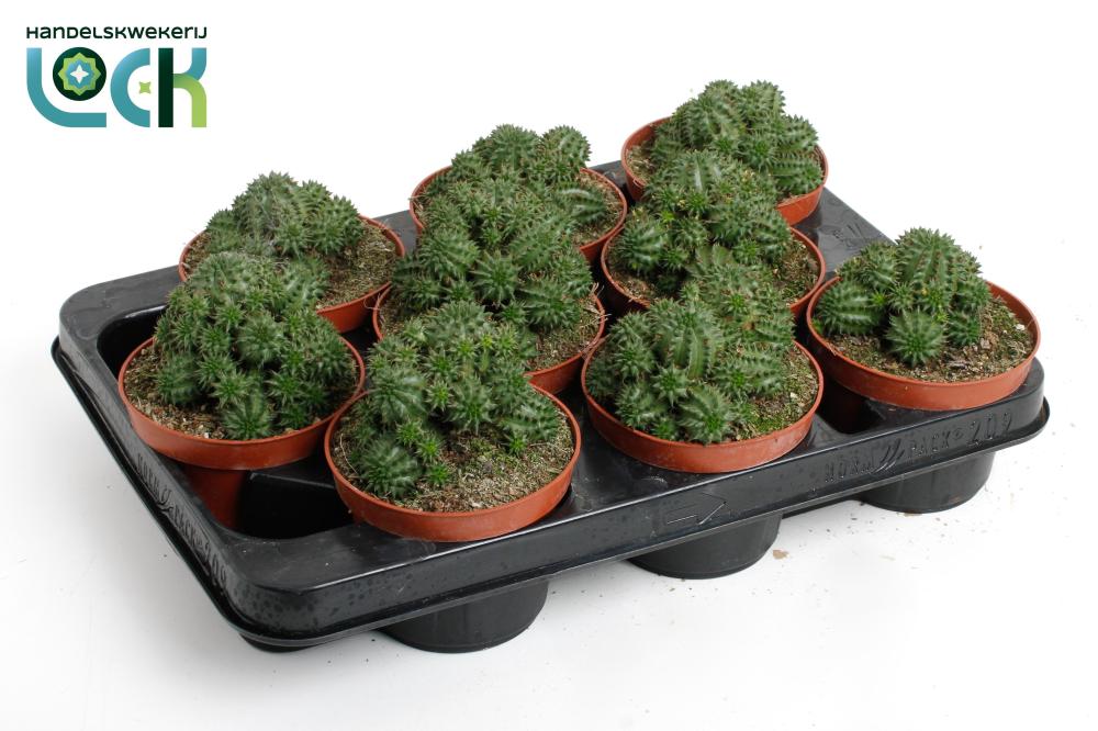 Euphorbia