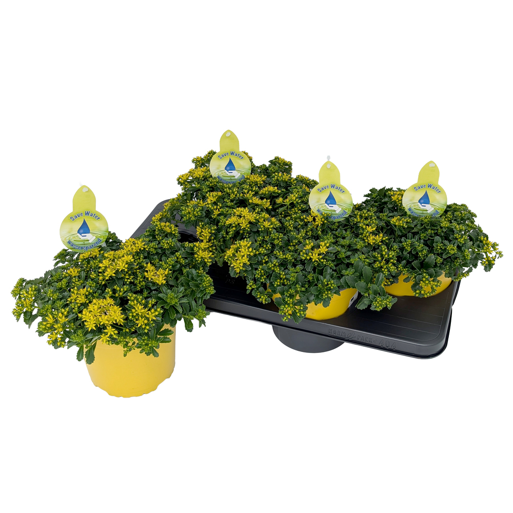 Sedum hybrida little miss sunshine