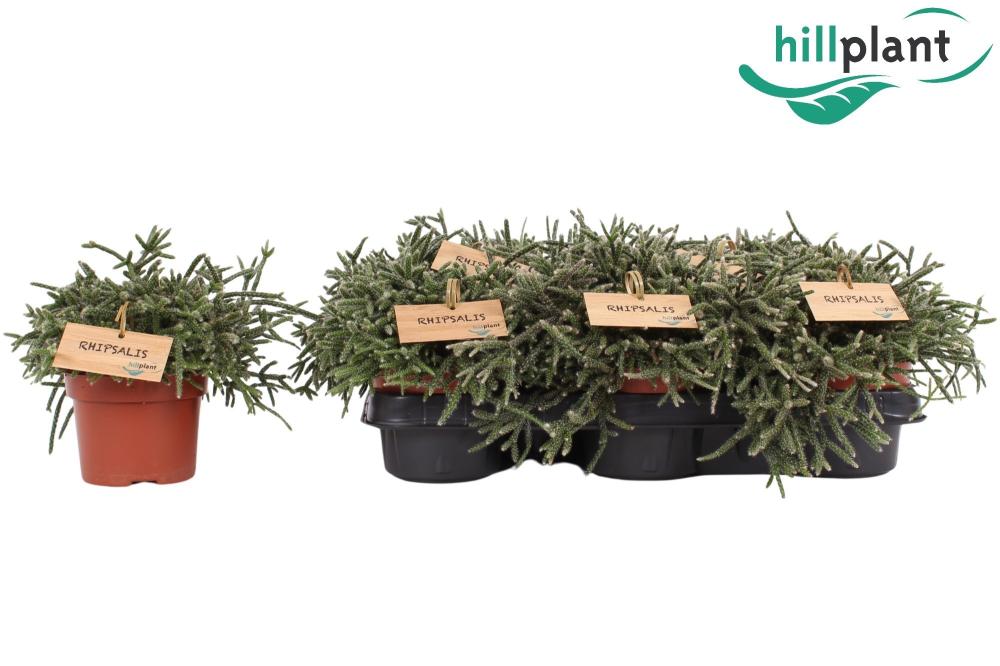 rhipsalis