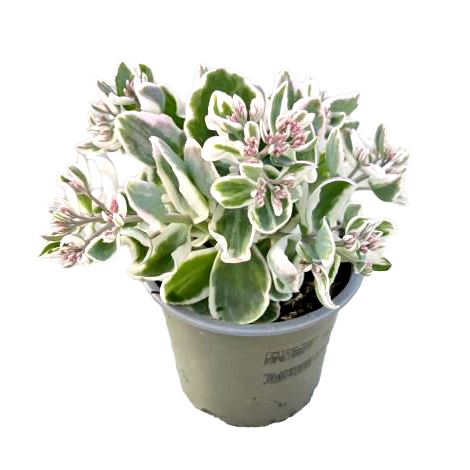Sedum telephium la vie en rose