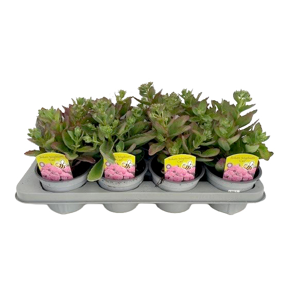 Sedum telephium carl