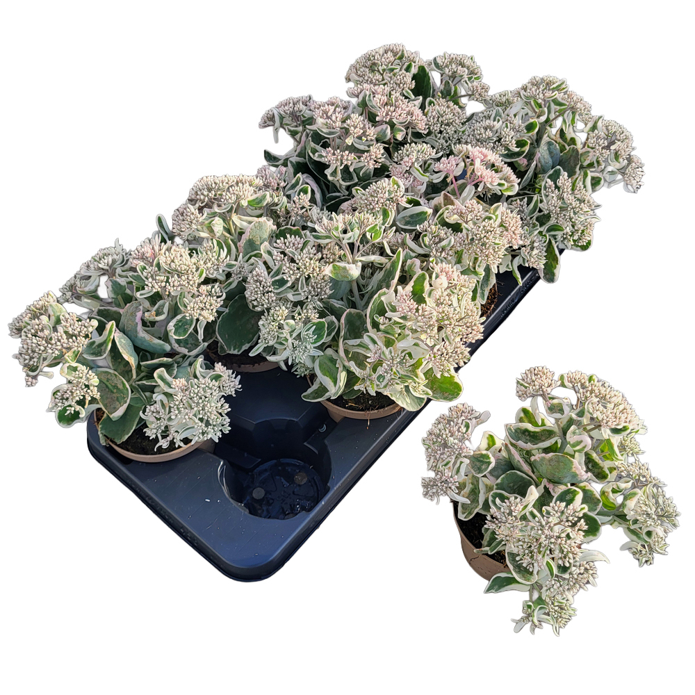 Sedum telephium la vie en rose