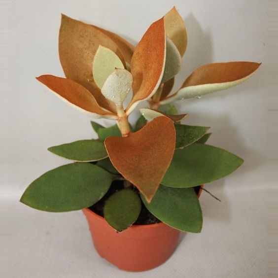 kalanchoe