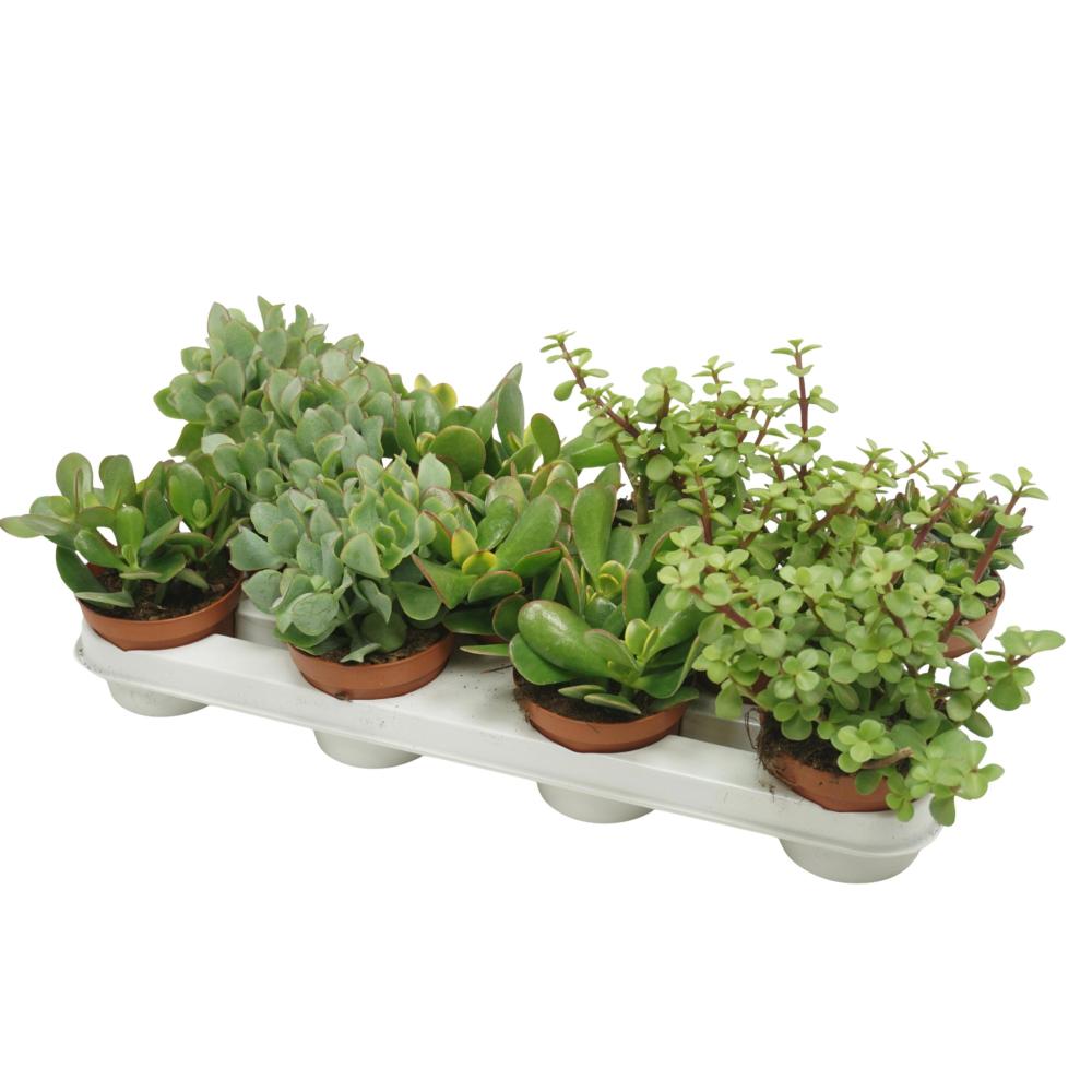 crassula