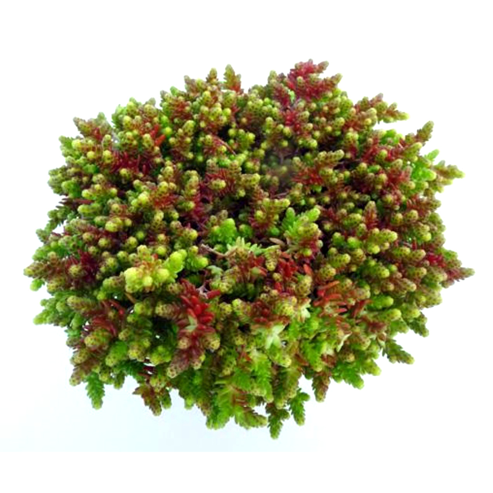 Sedum acre