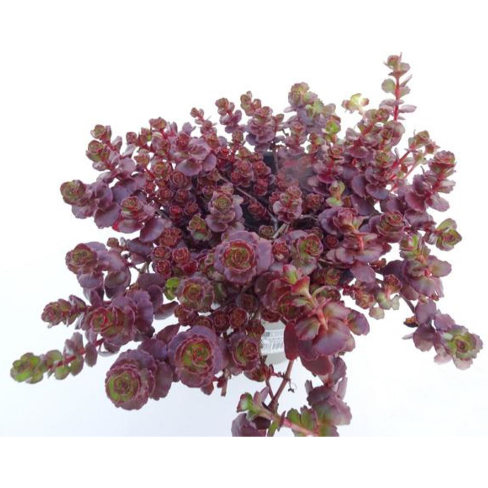 Sedum spurium purpurteppich