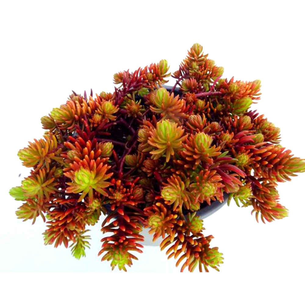 Sedum reflexum