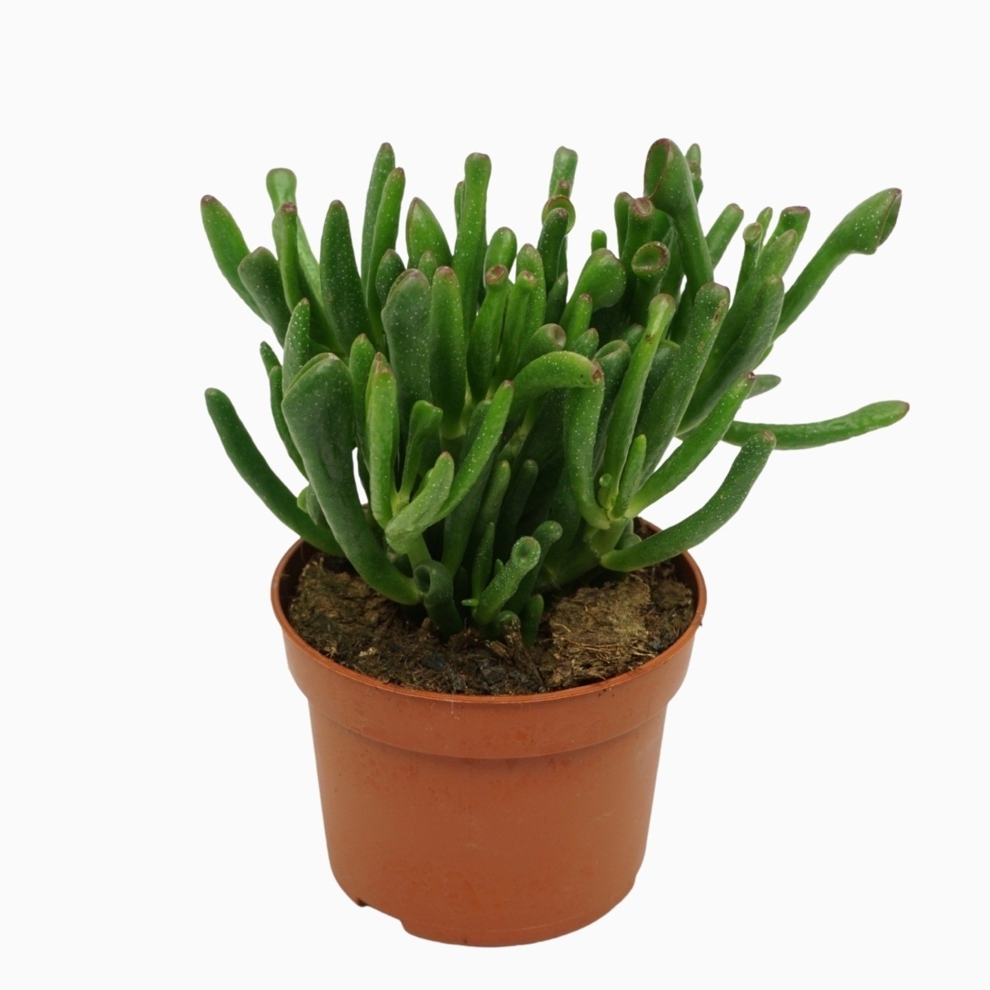 crassula