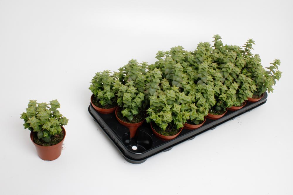 crassula