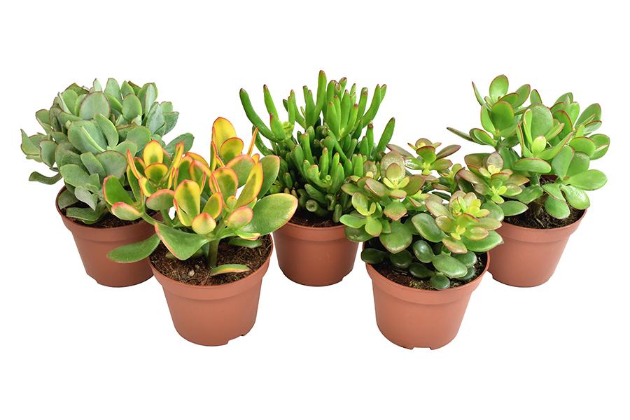 crassula