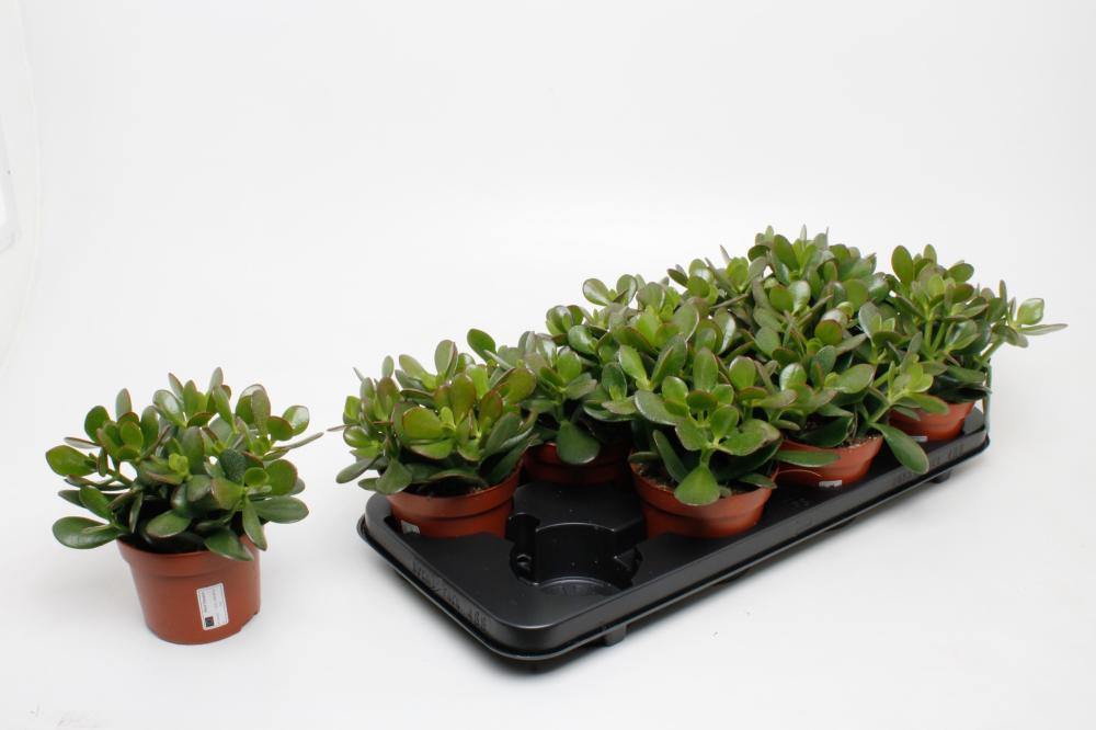 crassula