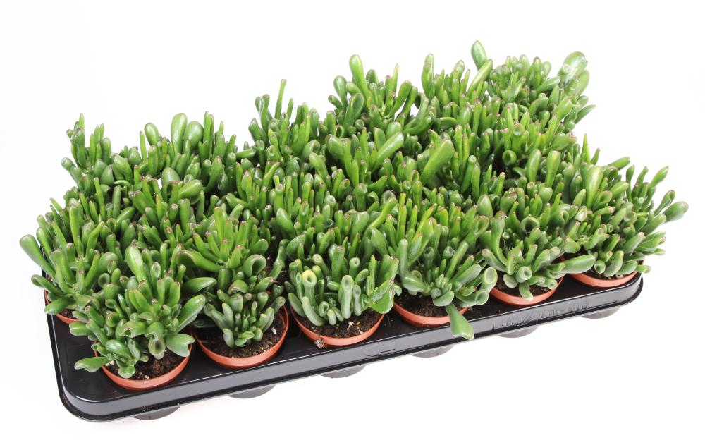 crassula