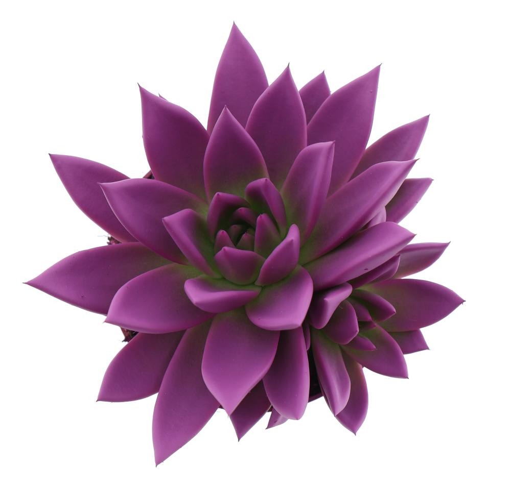 Echeveria