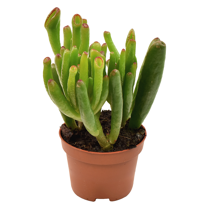 crassula
