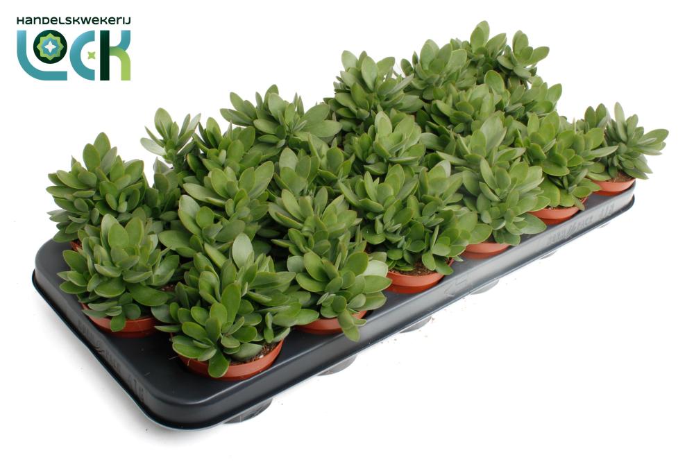 crassula