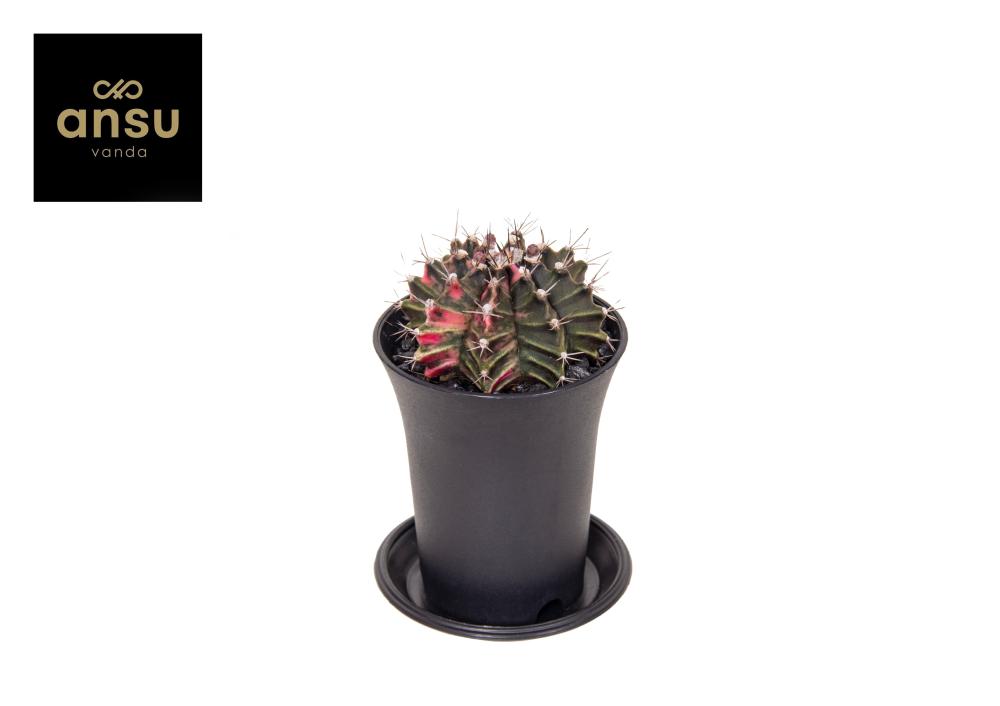 gymnocalycium
