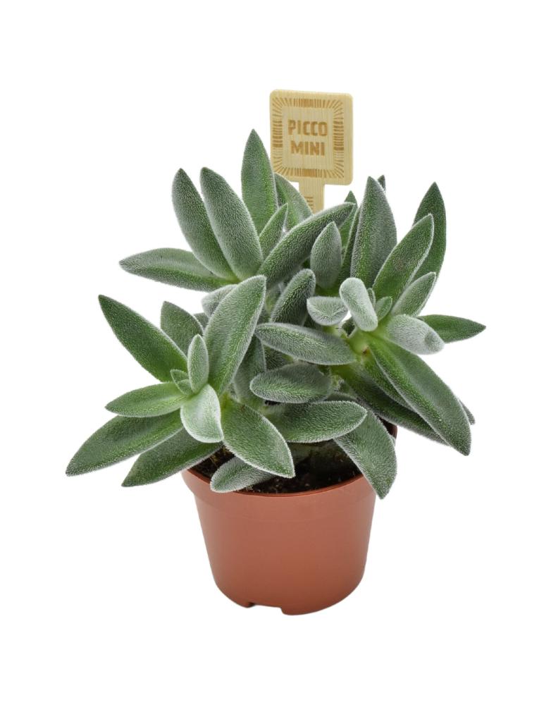 crassula