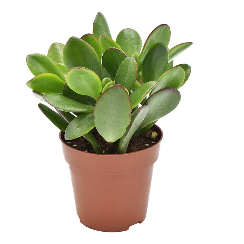 crassula