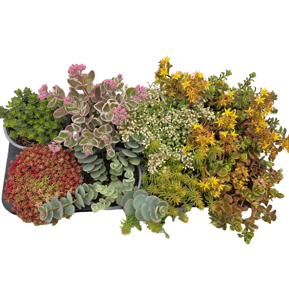 Sedum