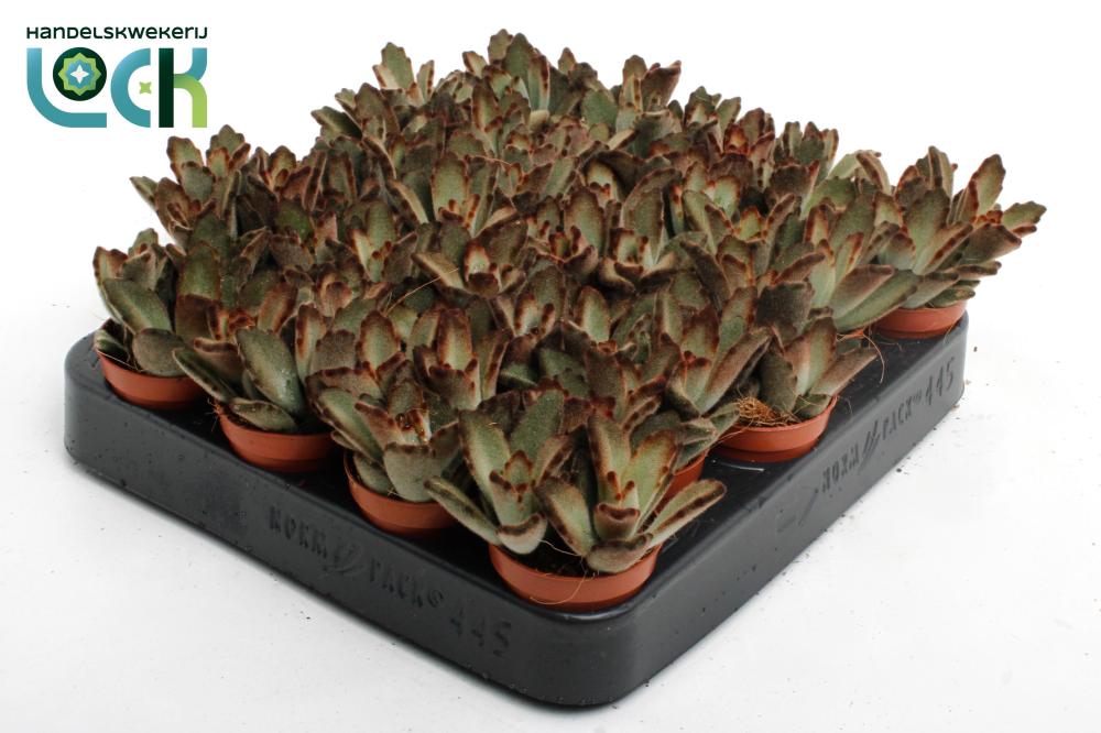 kalanchoe