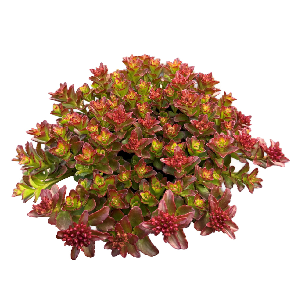 Sedum spot on deep rose