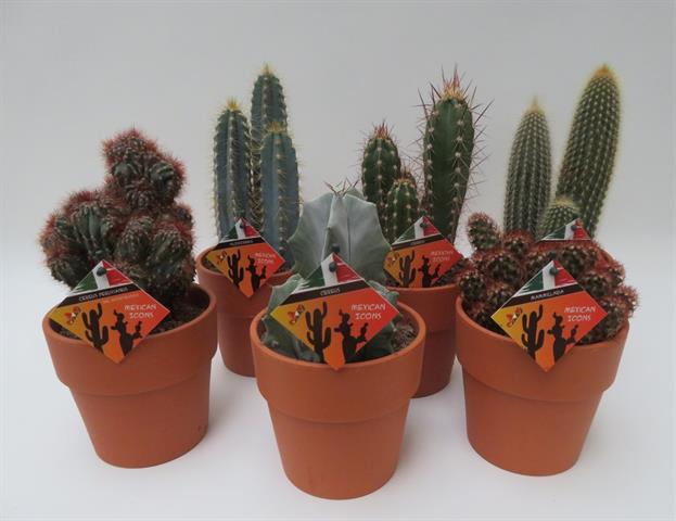 Sedum floriferum weihenstephaner gold