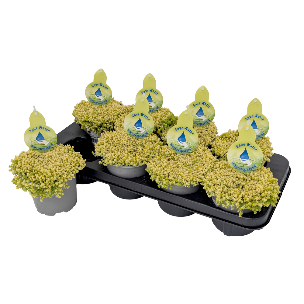 Sedum acre aurea