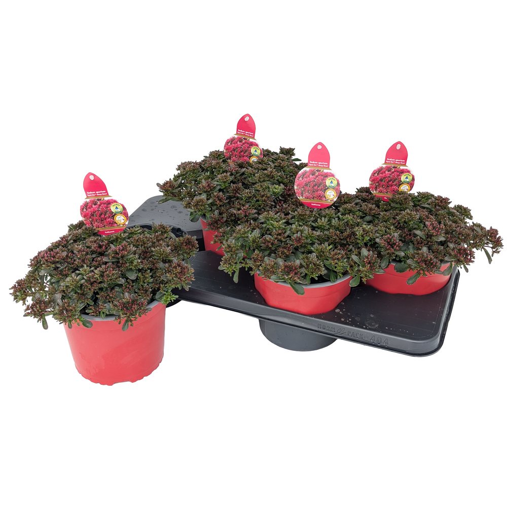 Sedum spurium spot on red