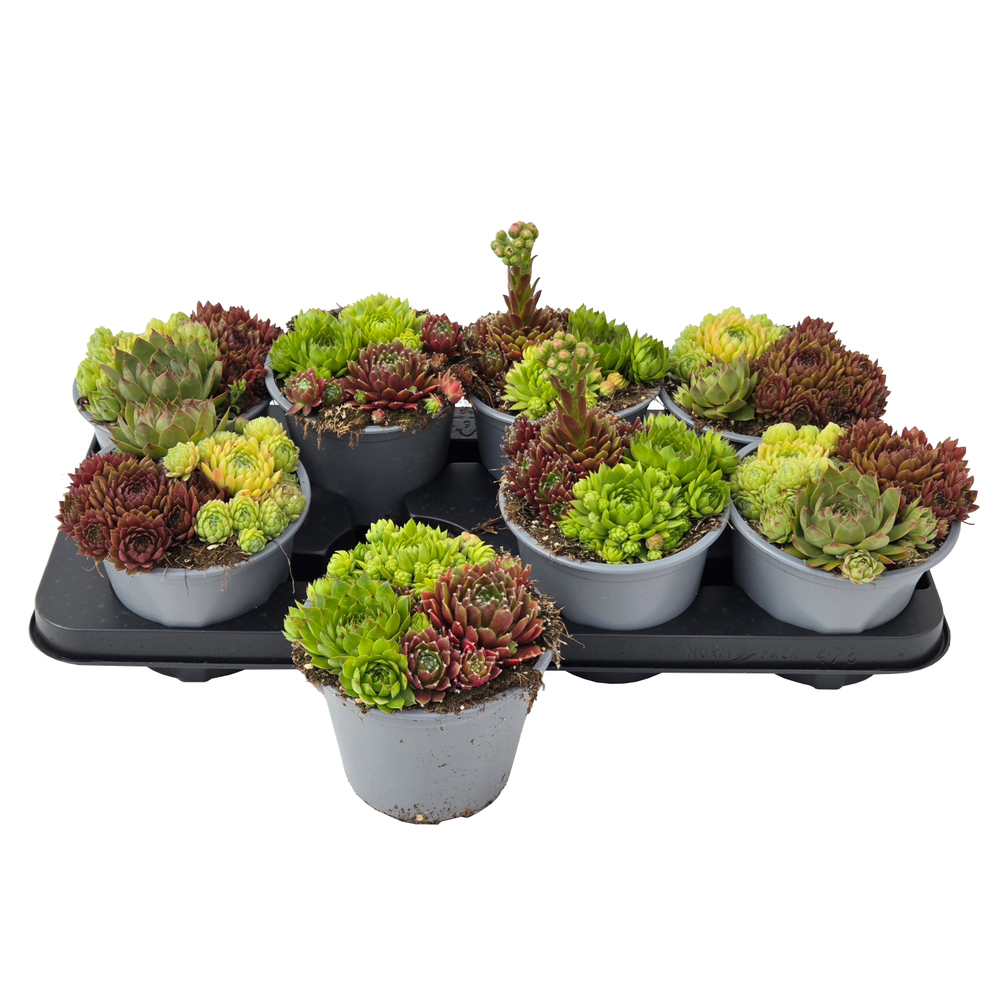 Sempervivum trio