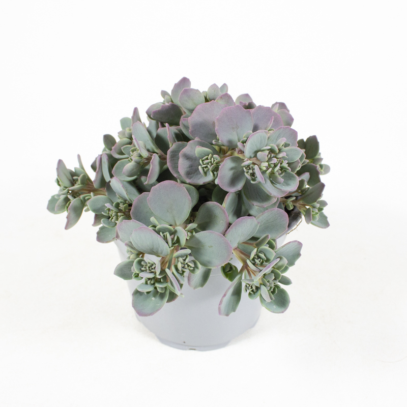 Sedum cauticolum