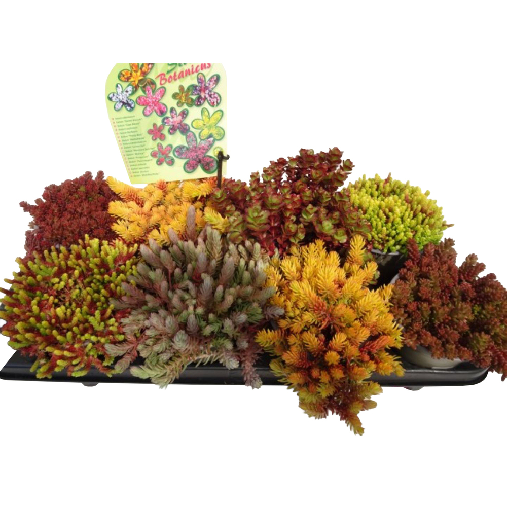 Sedum