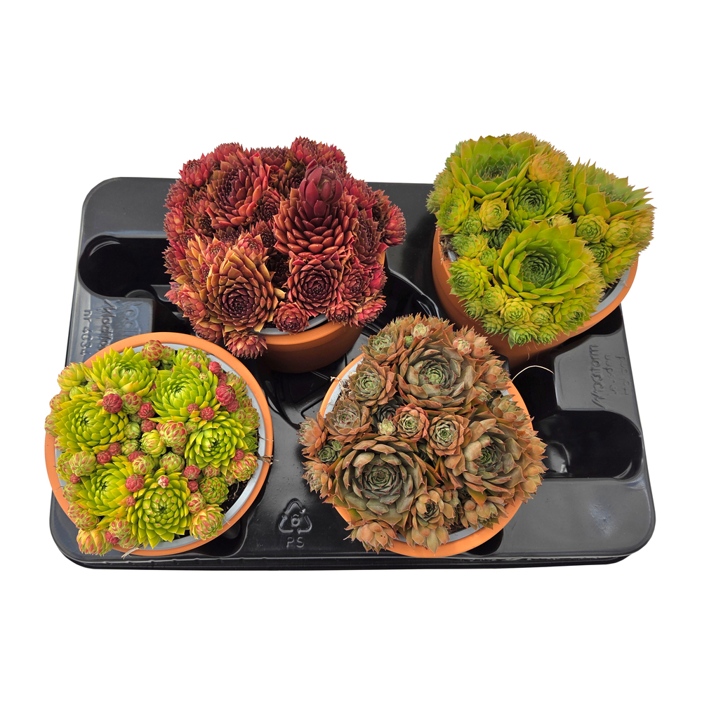 Sempervivum