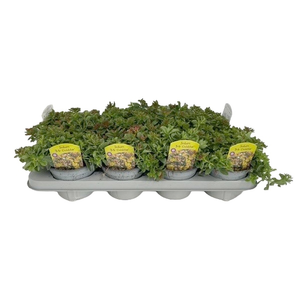 Sedum telephium mr. goldstar