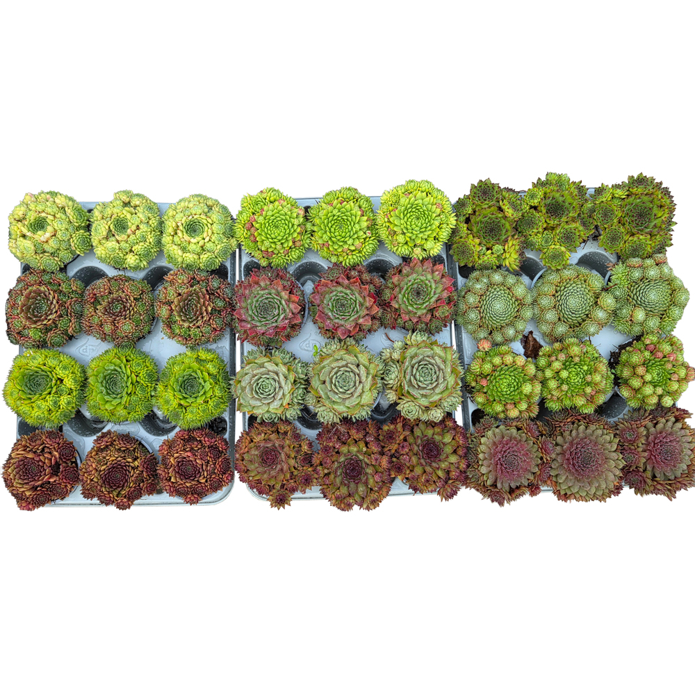 Sempervivum
